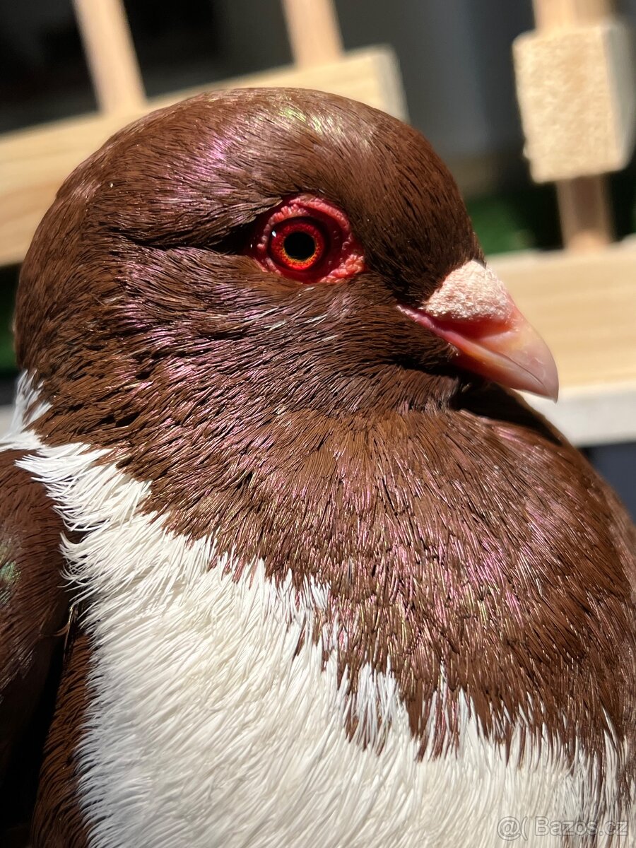 Moravský pštros červený - Pár - 3