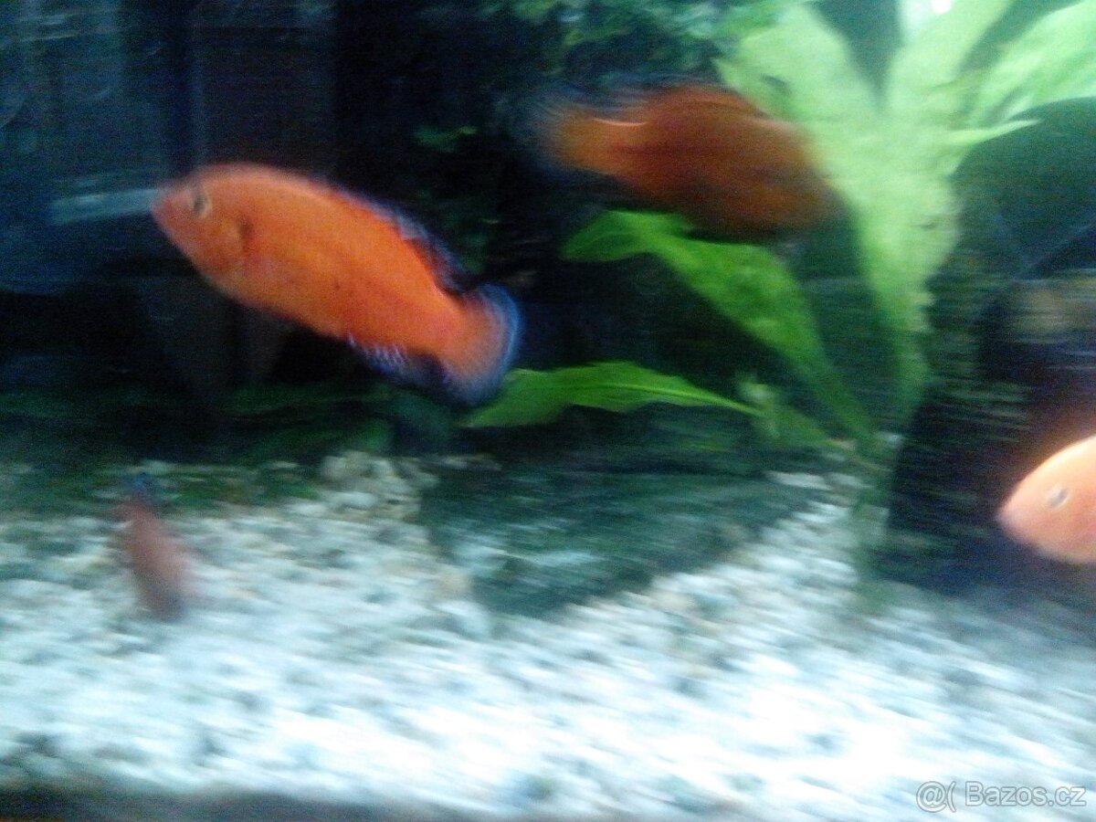 Perlovka Turkanská - 3