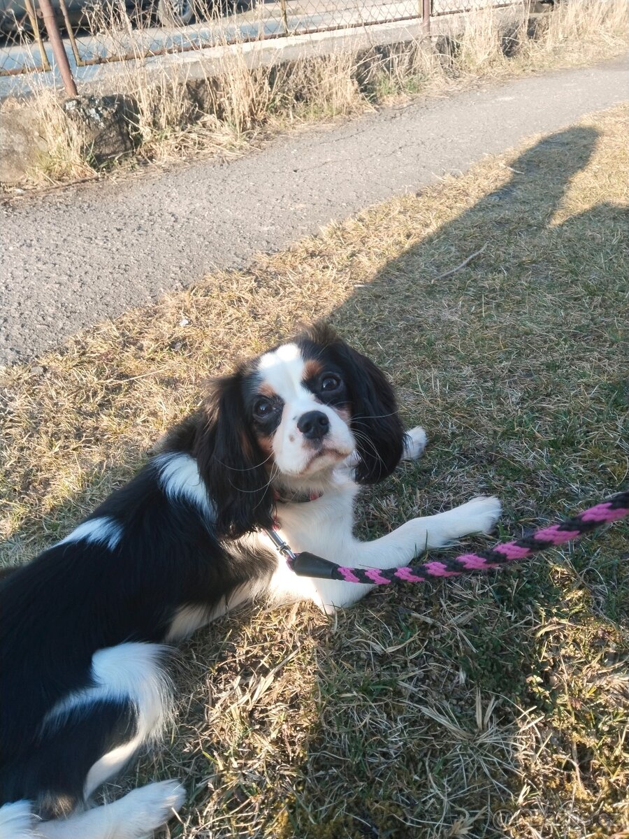 kavalír king charles španěl - 3