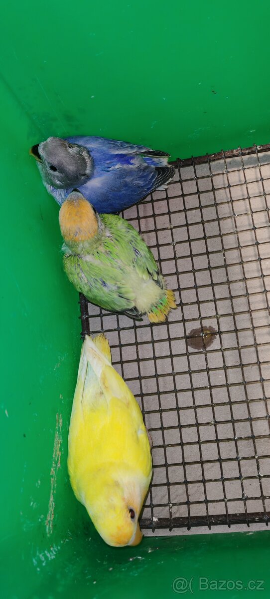 Agapornis ružovohrdly - 3