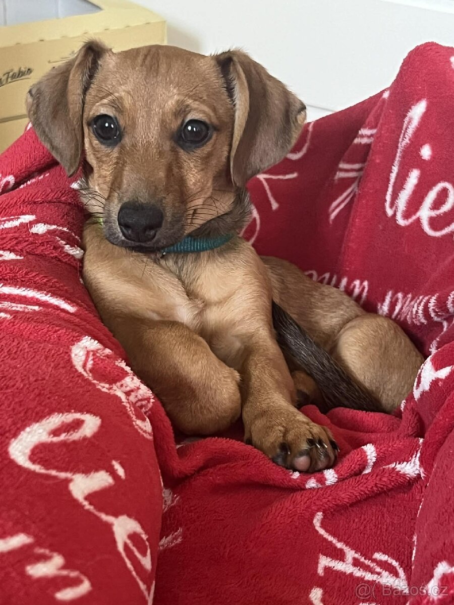 Štěňátko Jezevčíka x Jacka Russella - 3