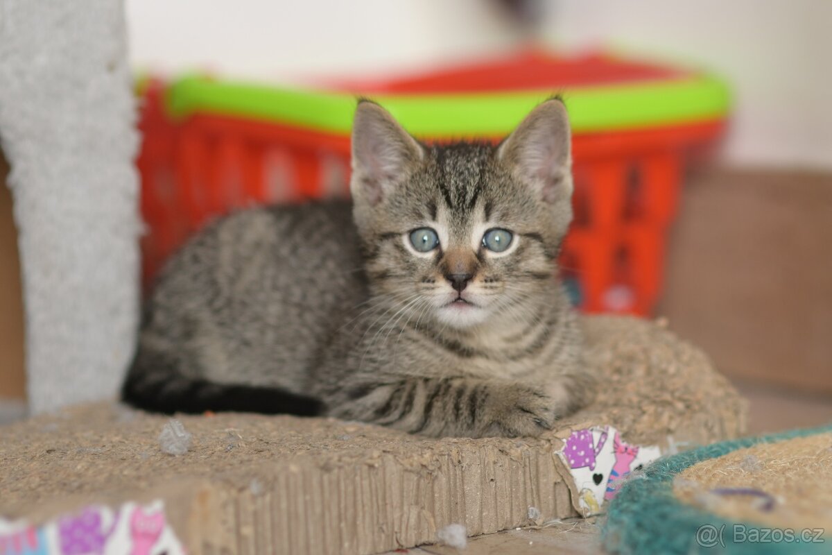 DARUJI 4 koťata s kořeny Mainské - 3