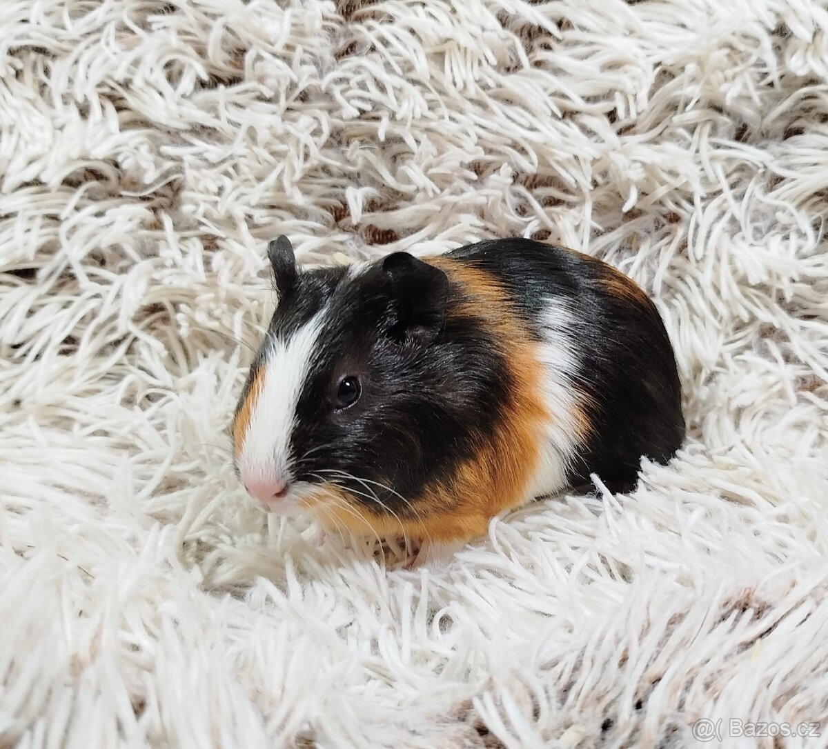 Morče, Morčata, Morčátko, Morčátka - JUSTÝNA A JESSIE - 3