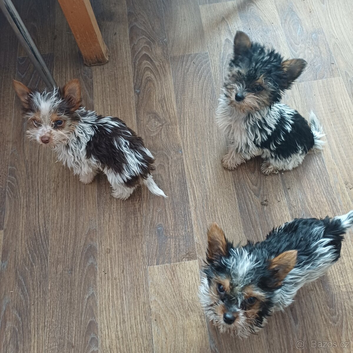 Biewer jork-fenečky bez pp,táta německý pp - 3