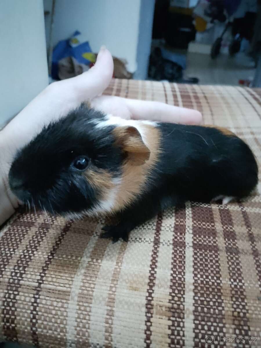 Morčátko - sameček - 3