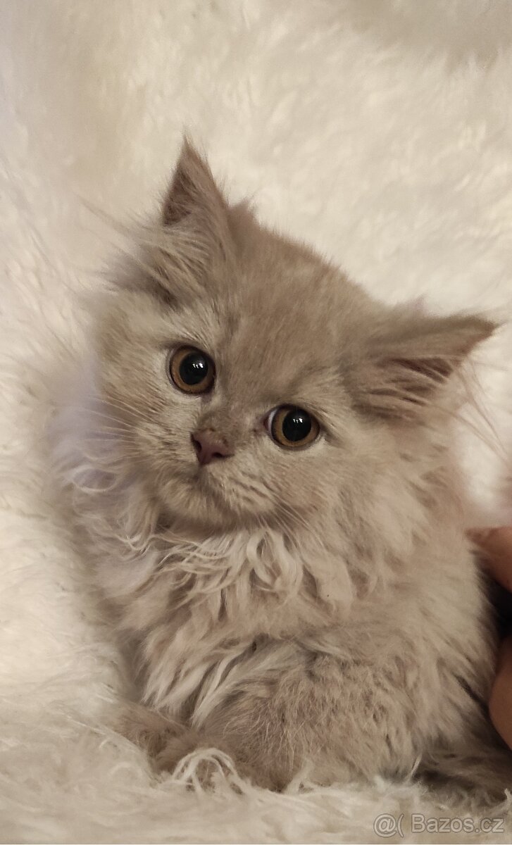 Britská koťata britské kotě - 3