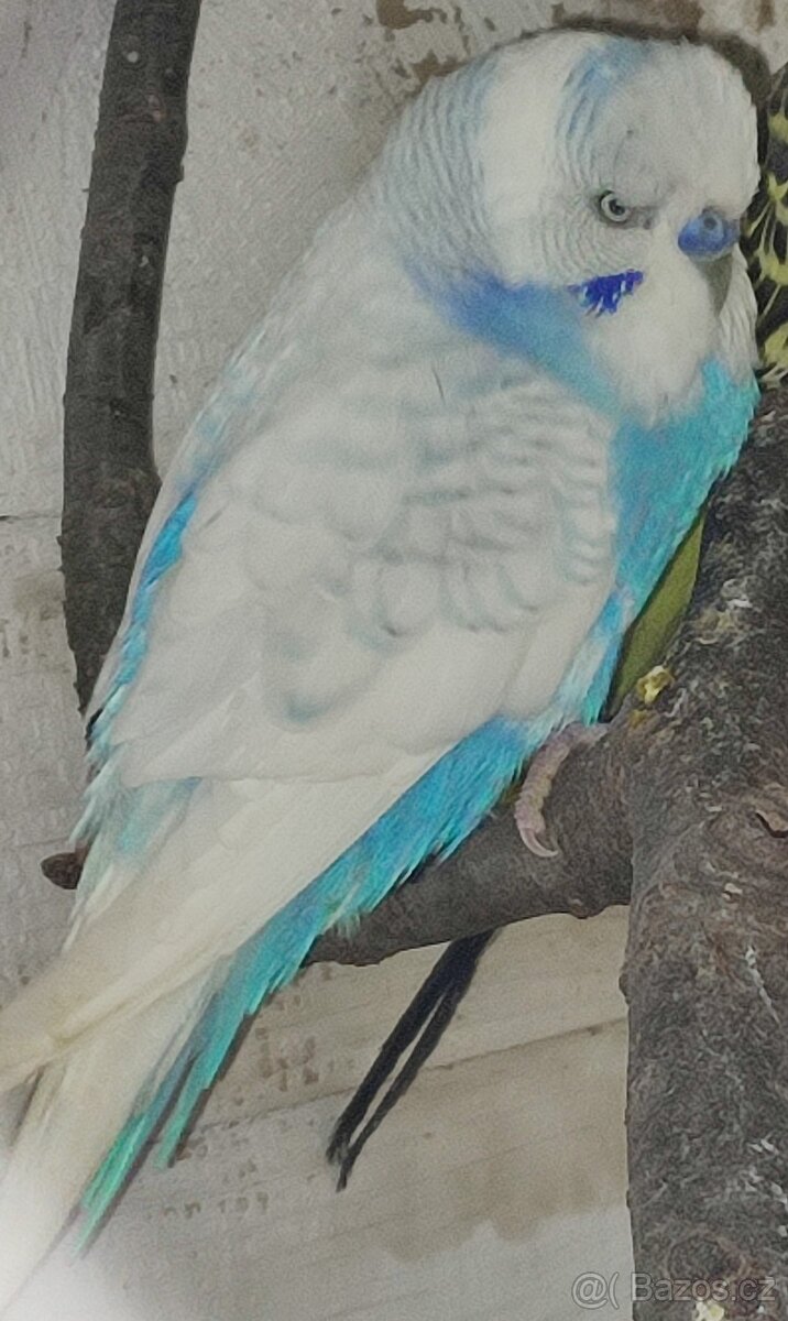 Andulky vlnkované - modré, modrobílé, bílé - 3