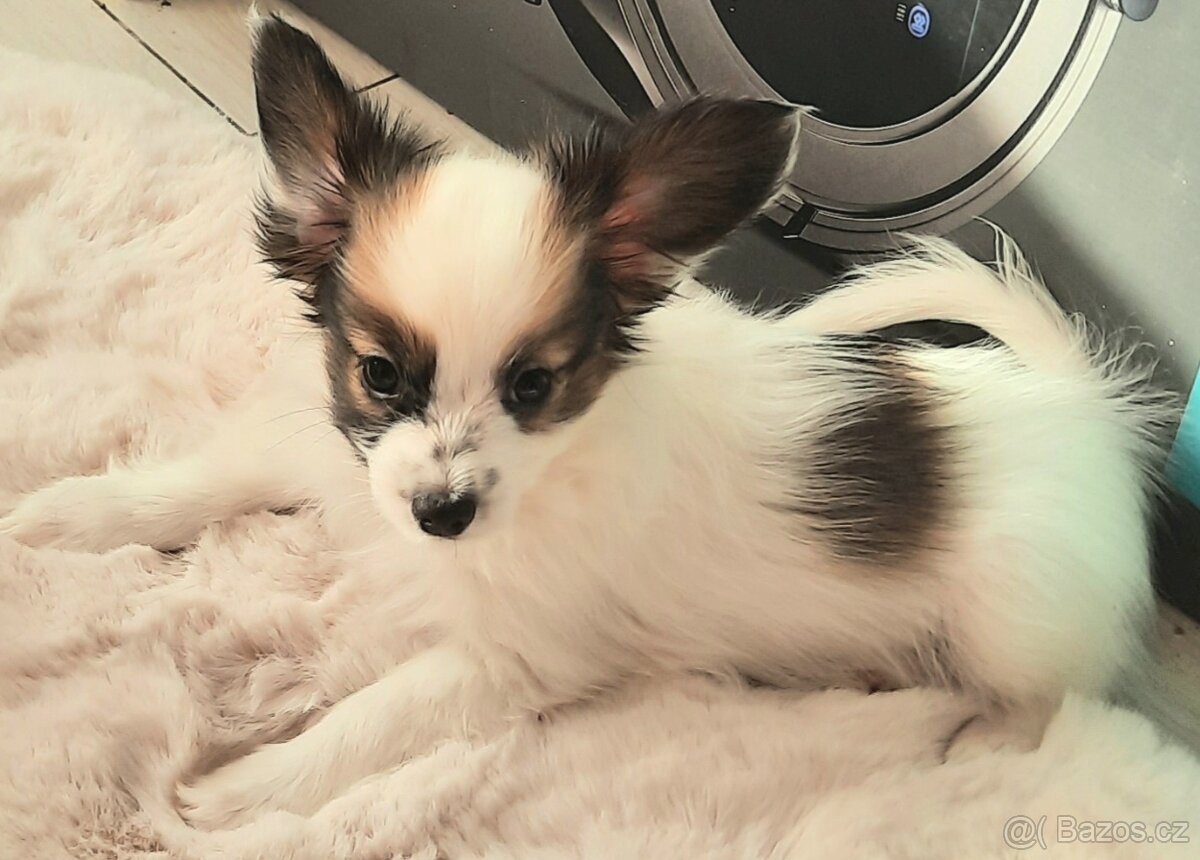 Štěňátka papillona s PP - 3