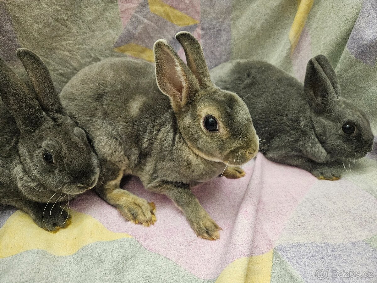 Zakrslý králíček - 3