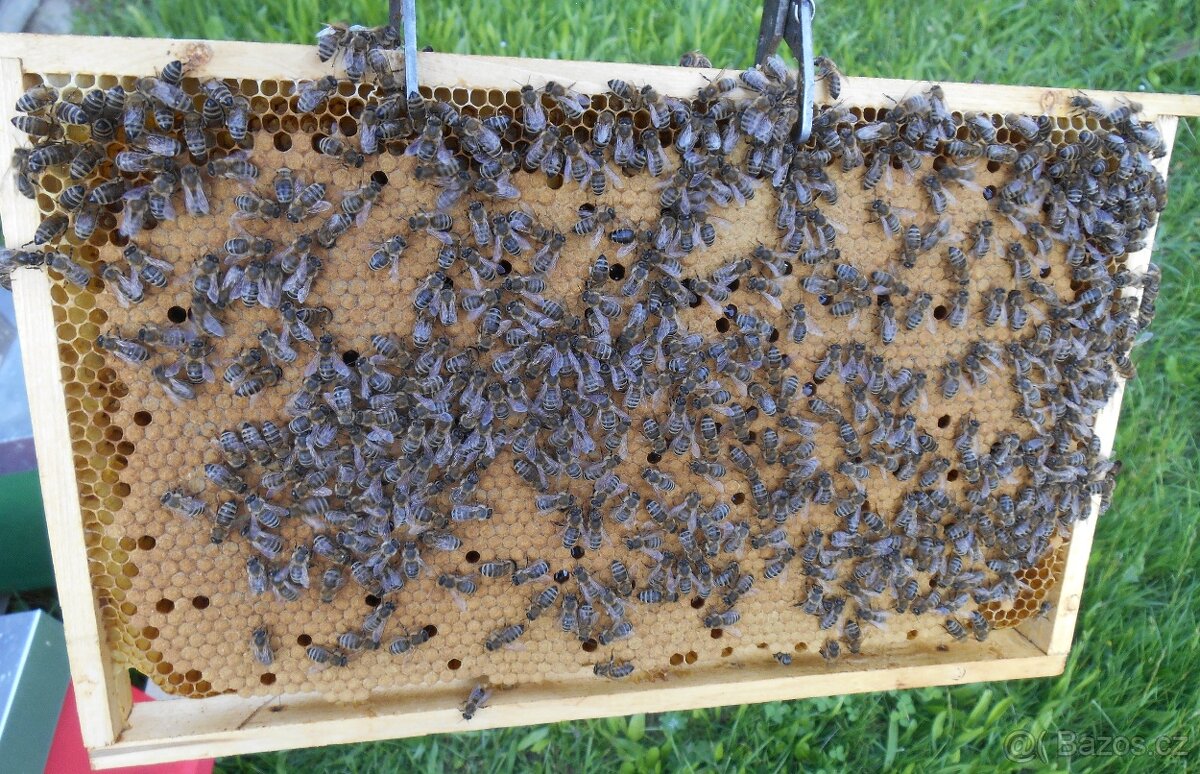 Včelí oddělky - 3
