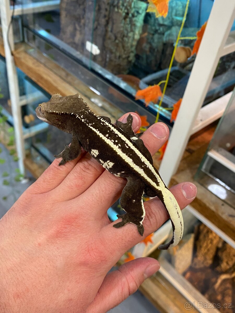 AXANTHIC C. Ciliatus - 3