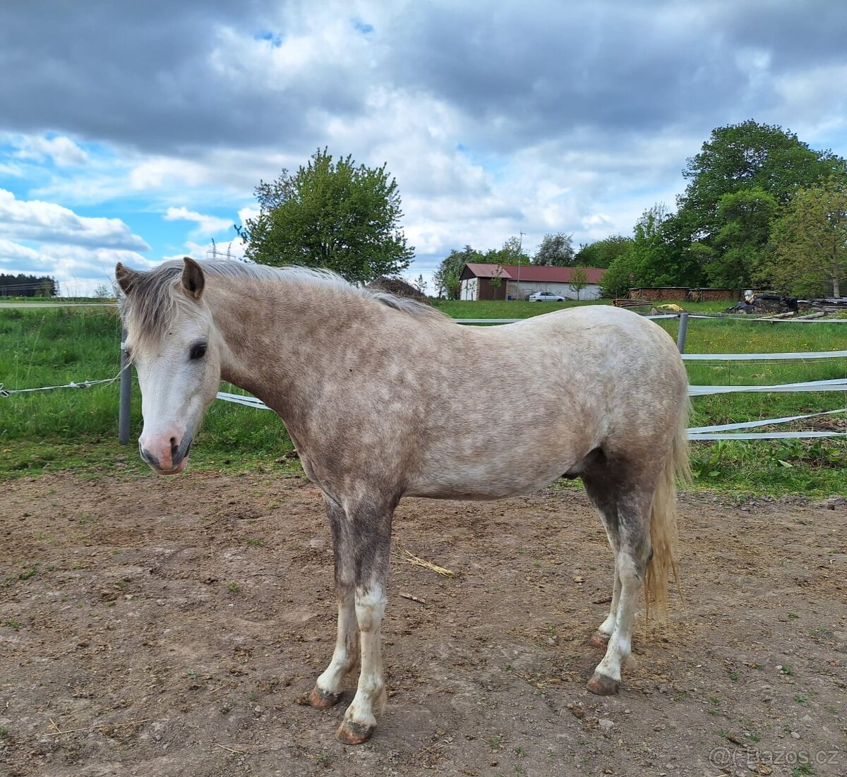 2 letý valášek welsh pony - 3