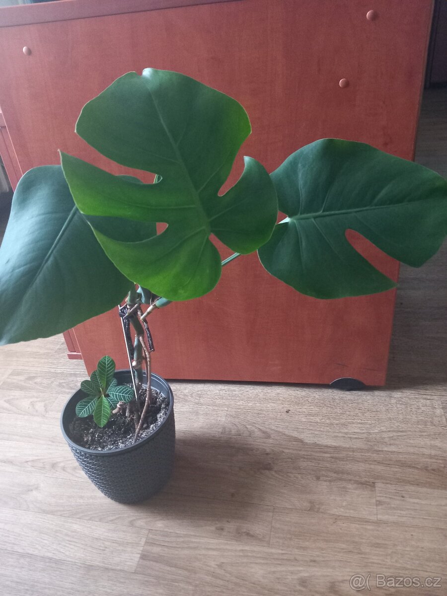 Monstera - 3
