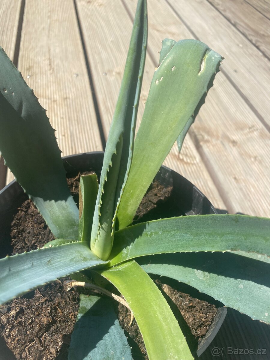 Aloe - 3