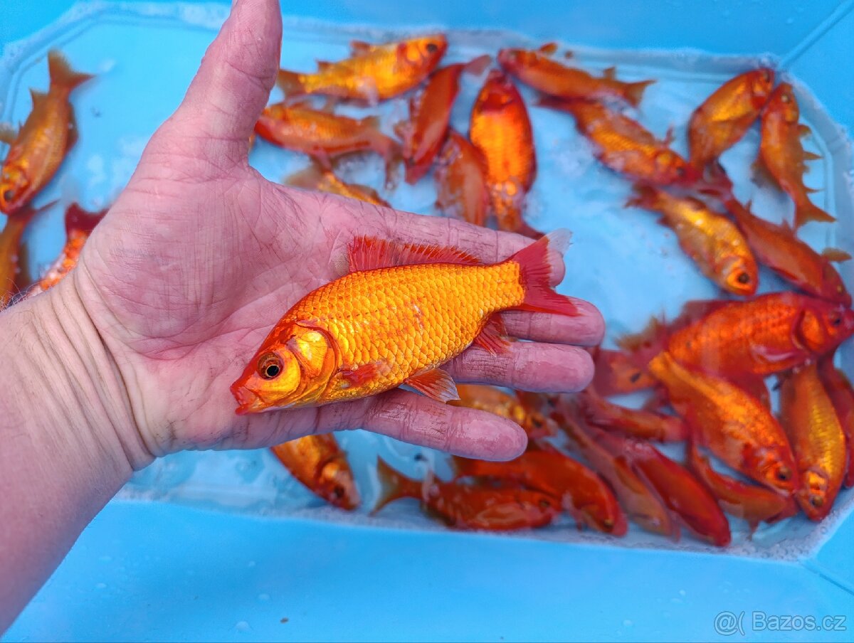 Karas zlatý 12-15 cm - 3