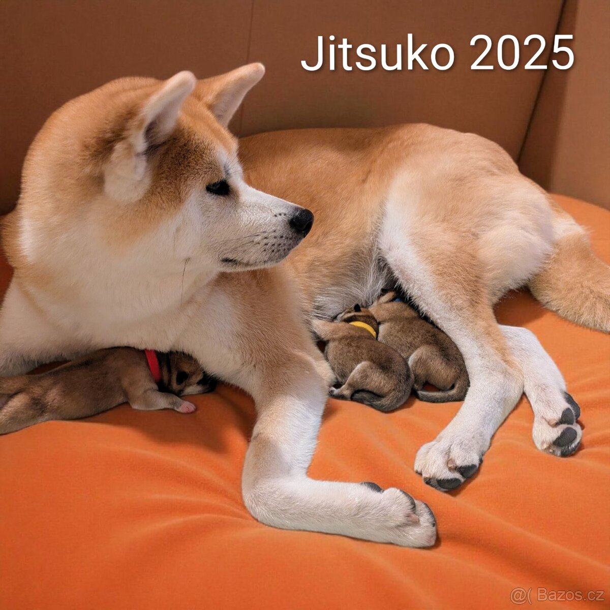 Štěňátka Akita Inu s PP odběr v lednu - 3