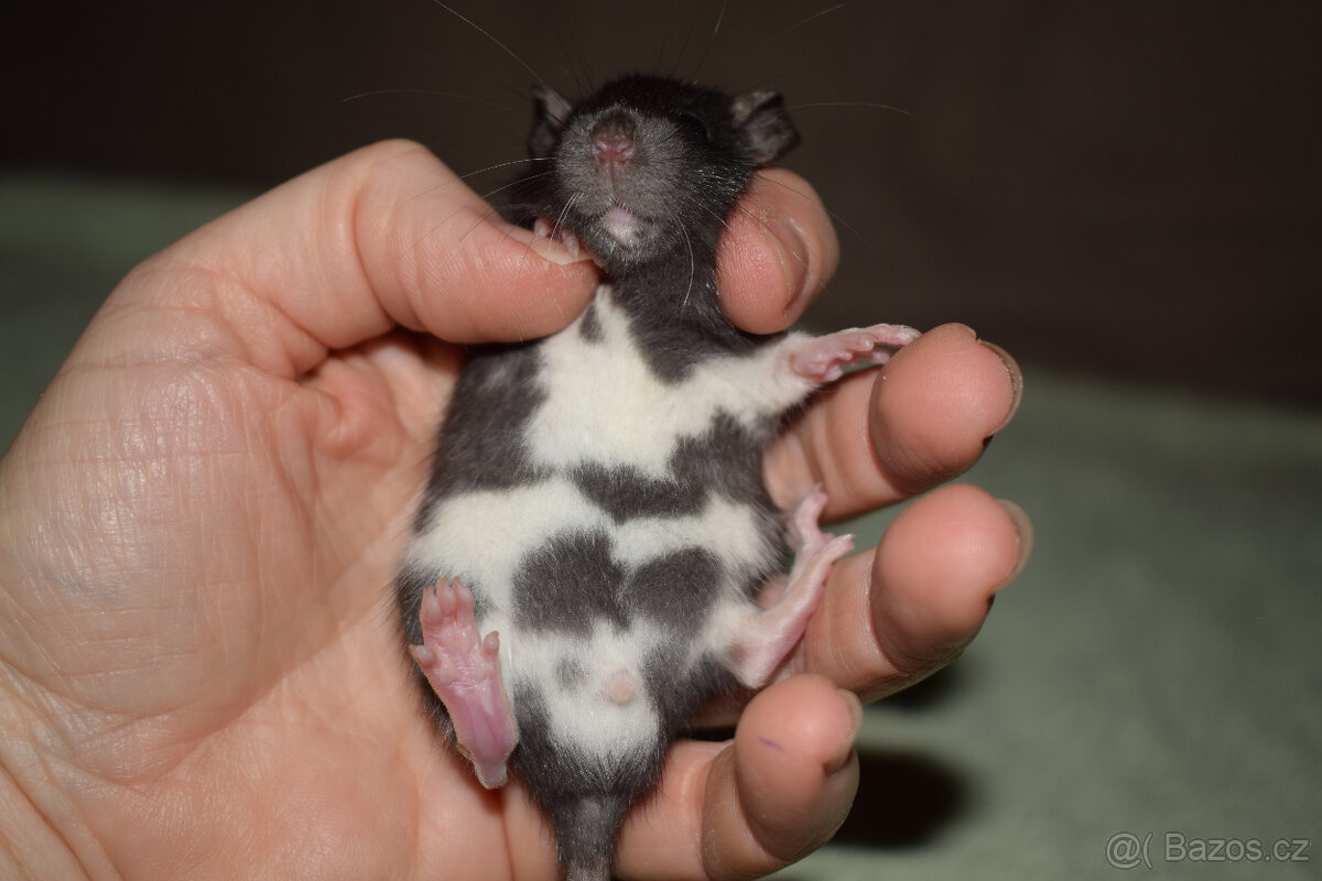 8.11. Praha - potkani, potkánci - dwarf, fuzz, standard, dum - 3