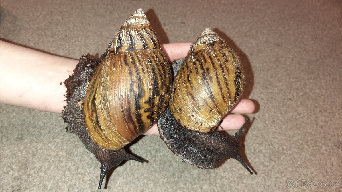 Achatina Achatina Ghana - 3