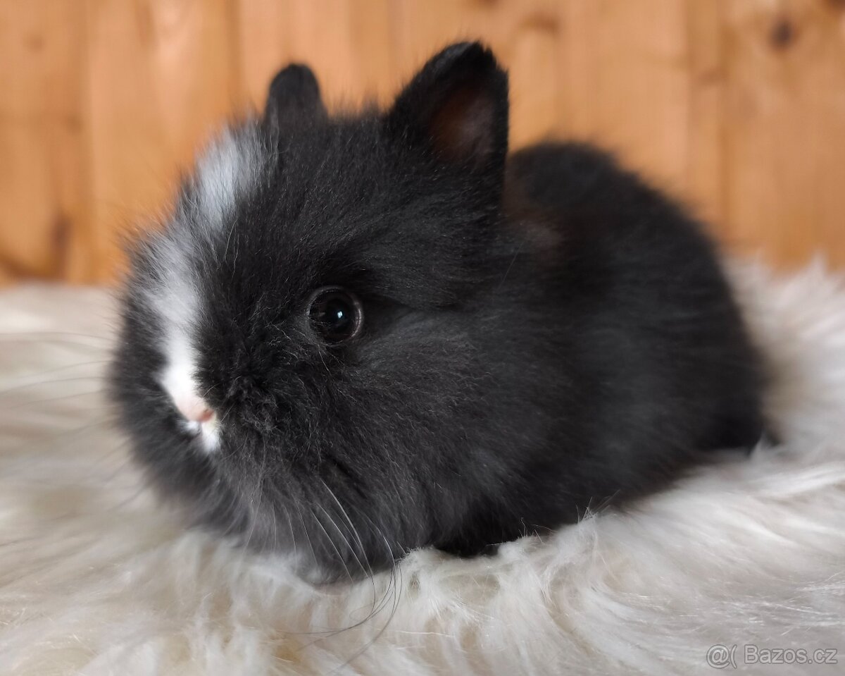 Zakrslí králíci jako vánoční dárek - 3