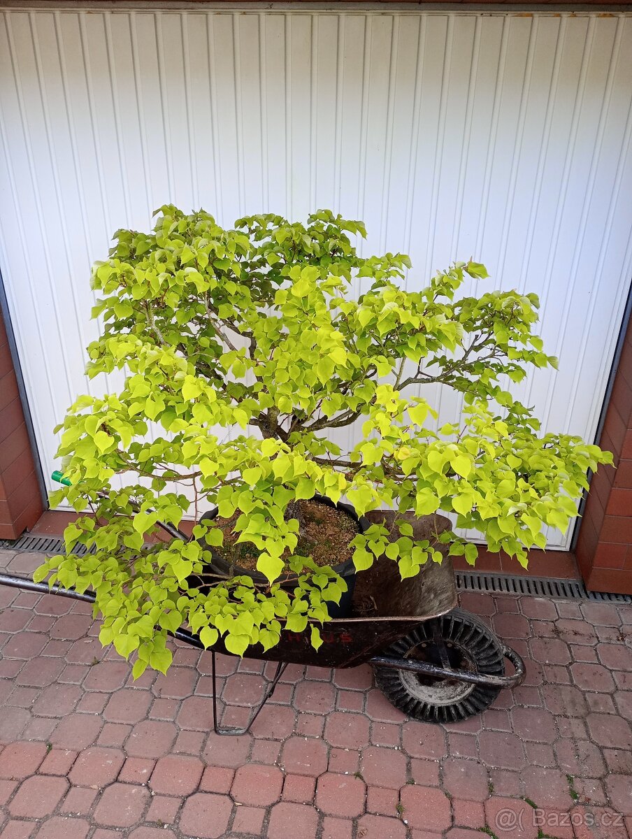 Lípa malolistá (Tilia cordata) bonsai - 3