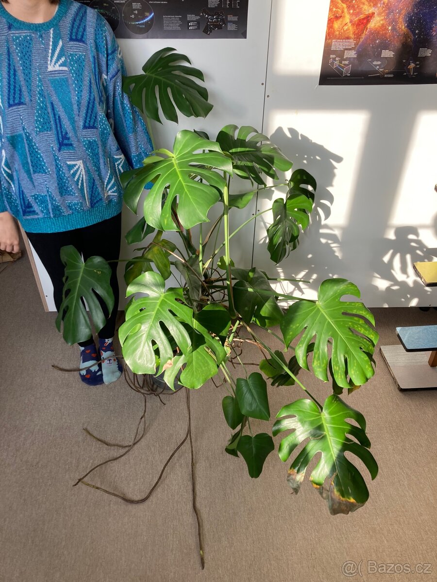 Monstera deliciosa - 3