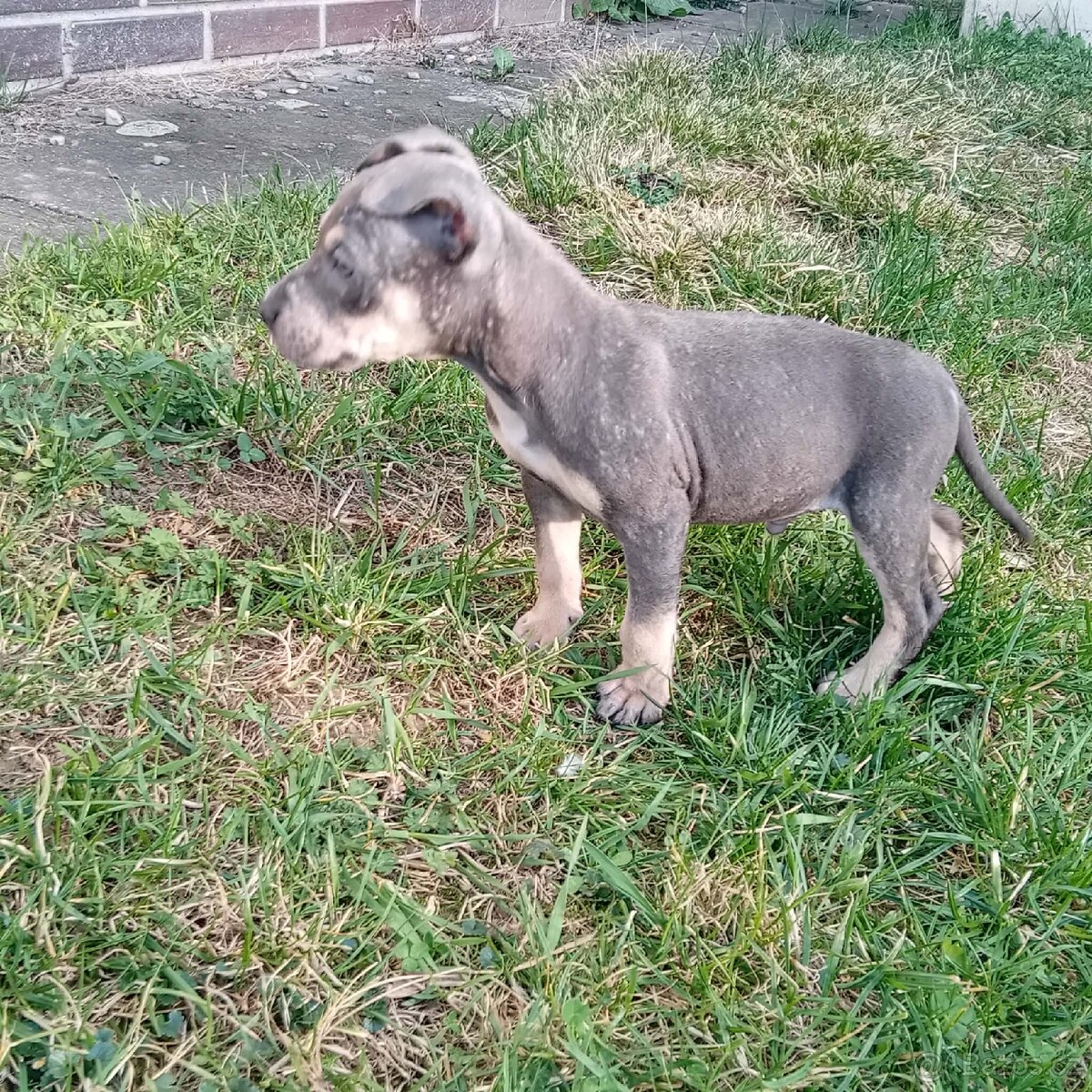 Stafordšírský bulteriér - 3