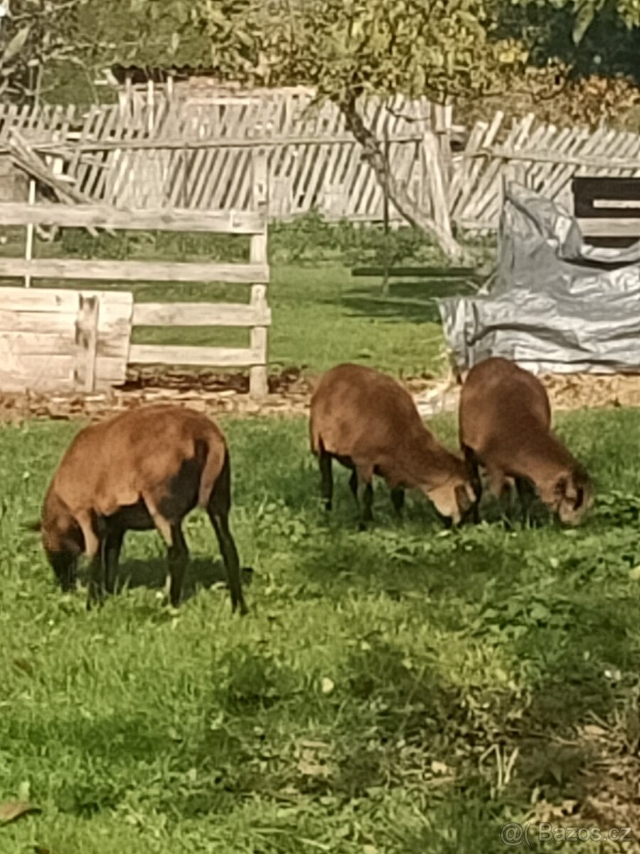 Kamerunské ovce - 3