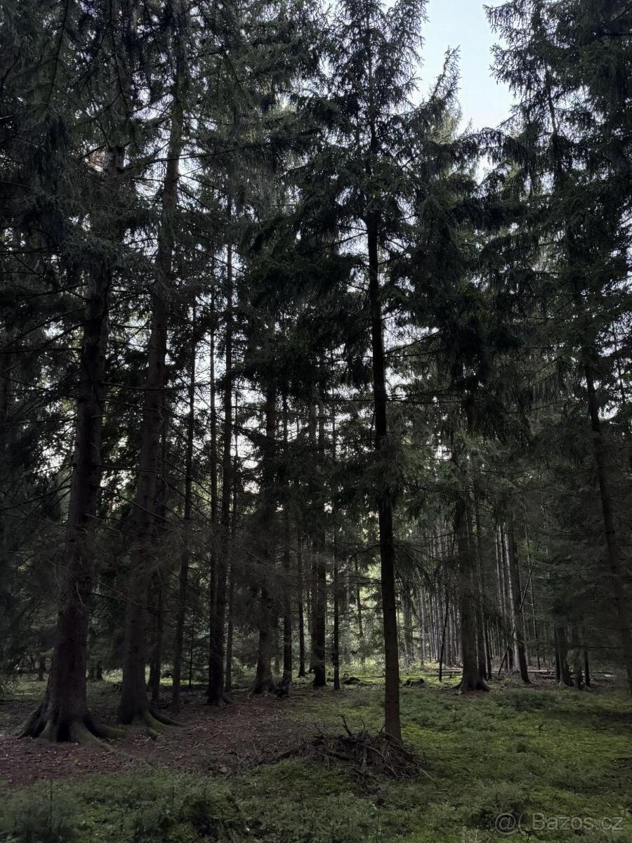 Prodám lesní pozemek v k.ú. Ločenice, p.č. 810 - 3