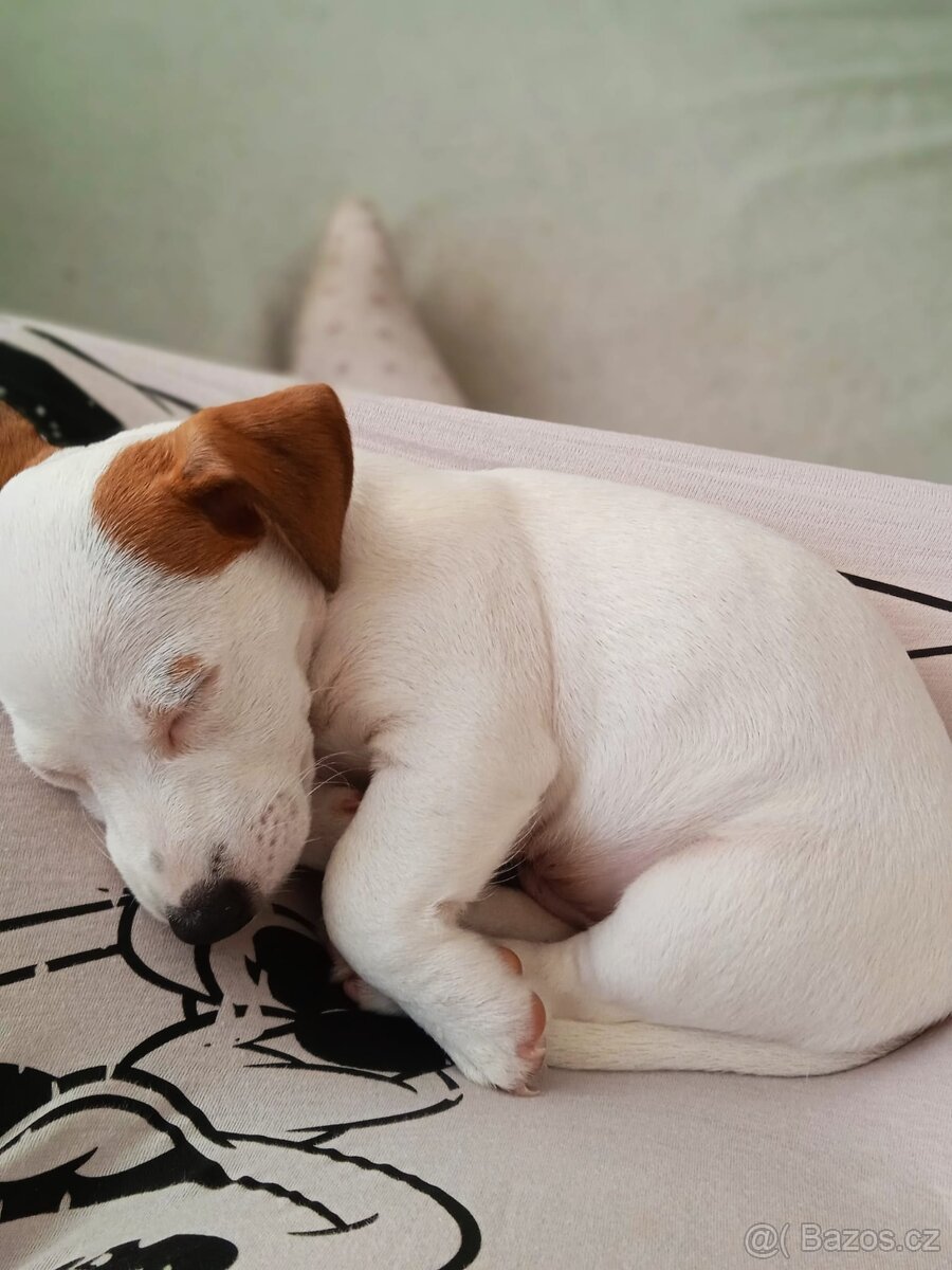 Jack Russell teriér - krytí - 3