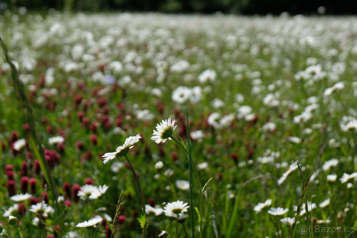 Prodej lučního sena - 3