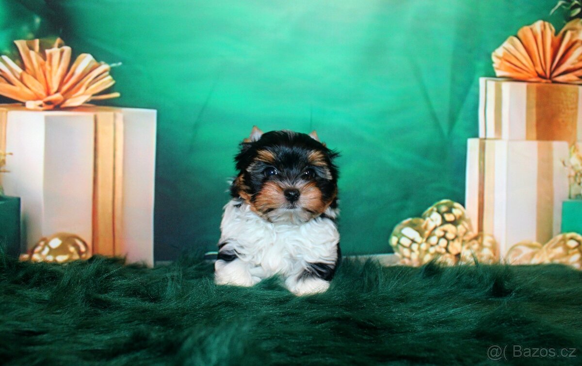 biewer terier s PP jorkšírský pejsek - 3