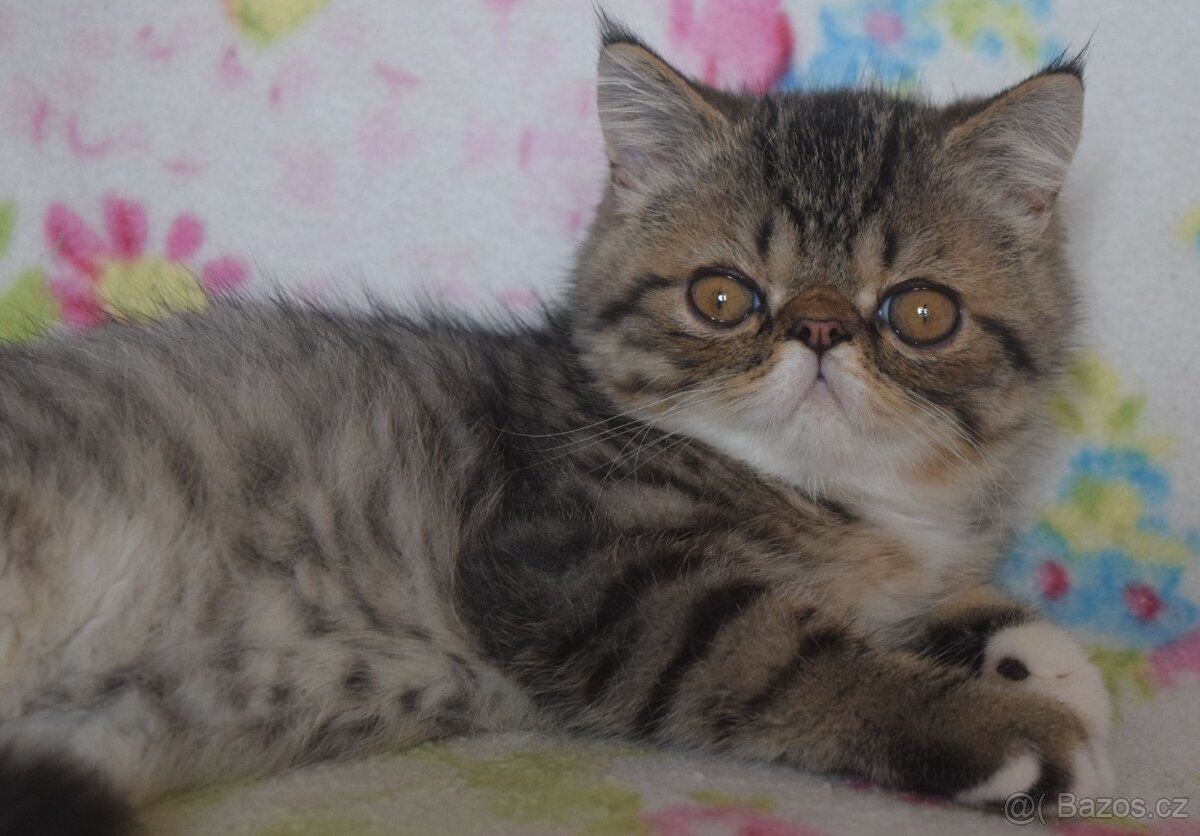 Exotický kocour - 3