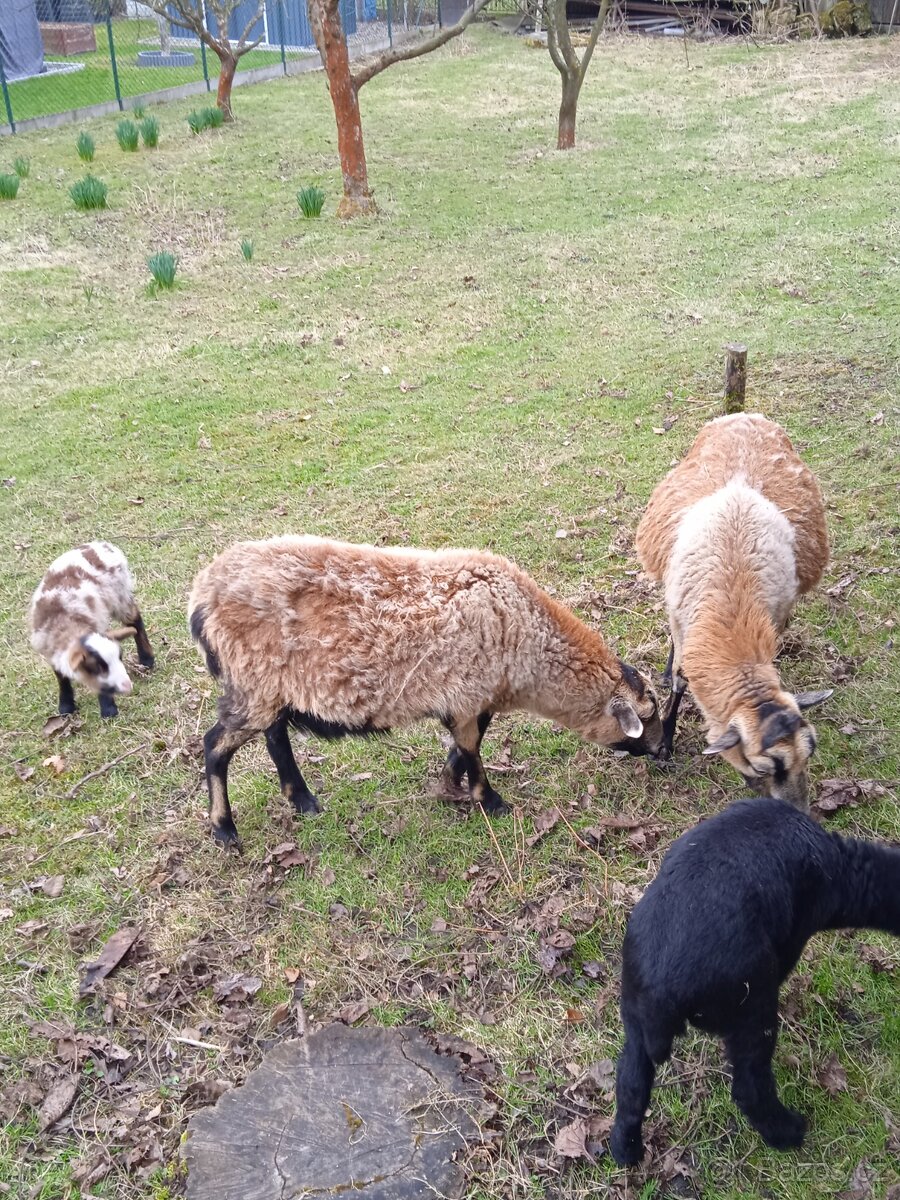 Prodám ovce - 3