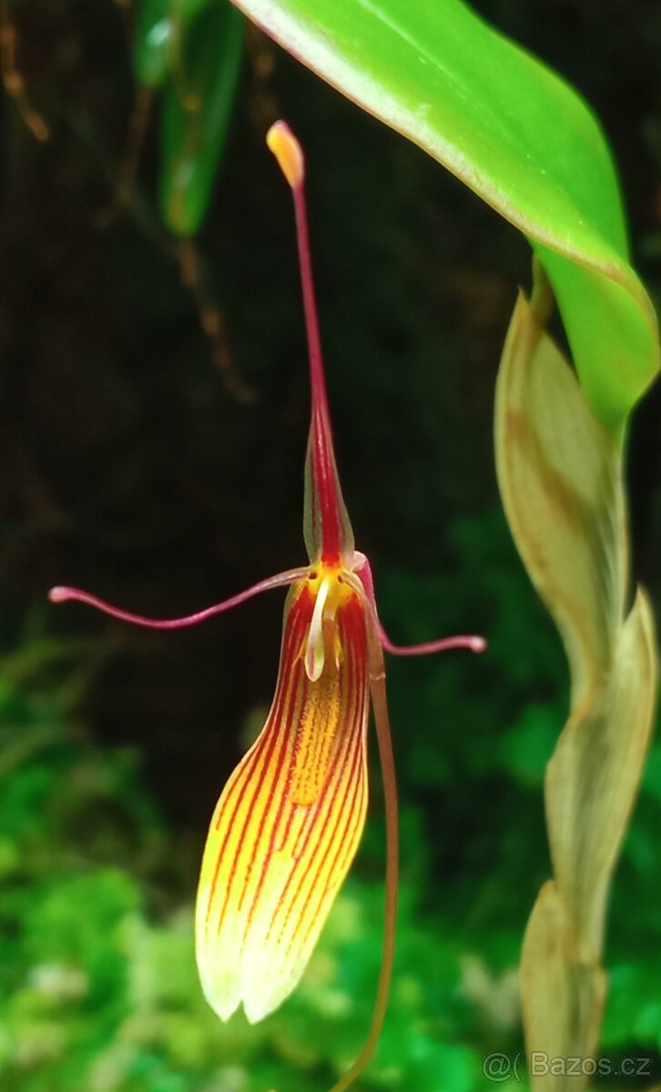 BEGONIA AMPHIOXUS - 3