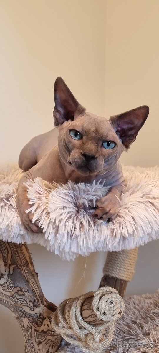 Kanadský sphynx - 3