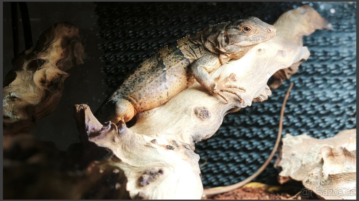 Leguán černý SLEVA - 3