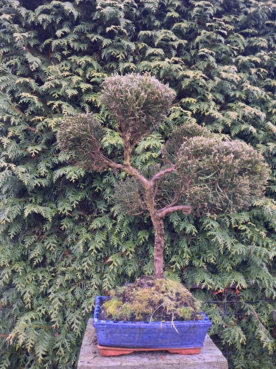 Bonsaj,bonsai - 3