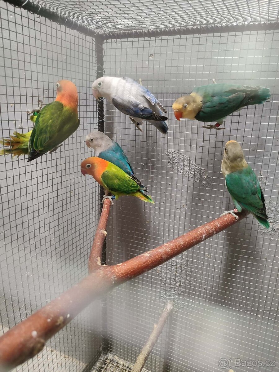 Agapornis ficheri - 3