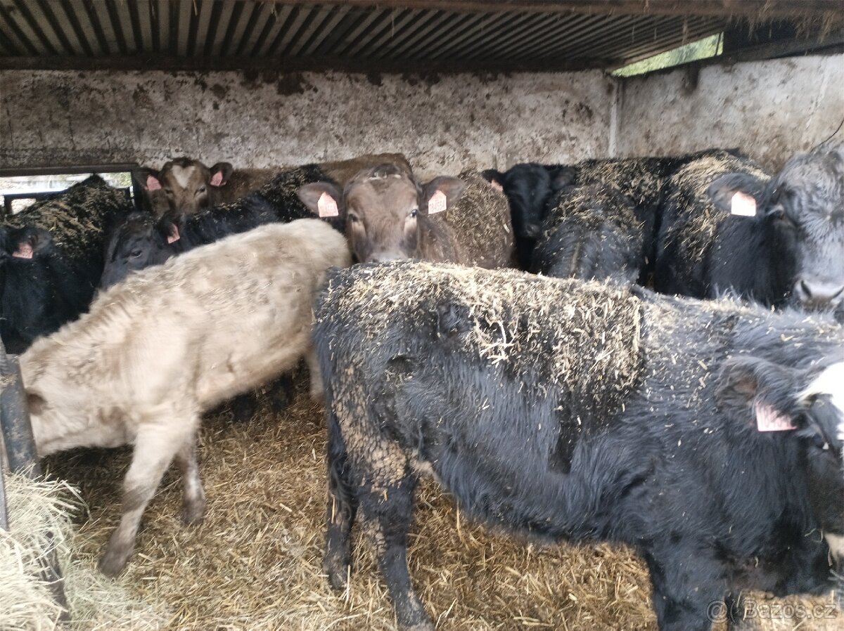 Zástav býčci Angus - 3