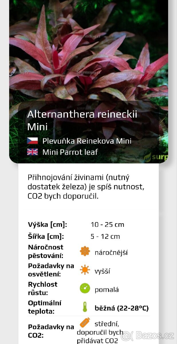 Akvarijní rostlinky a krevetky Red Cherry - 3