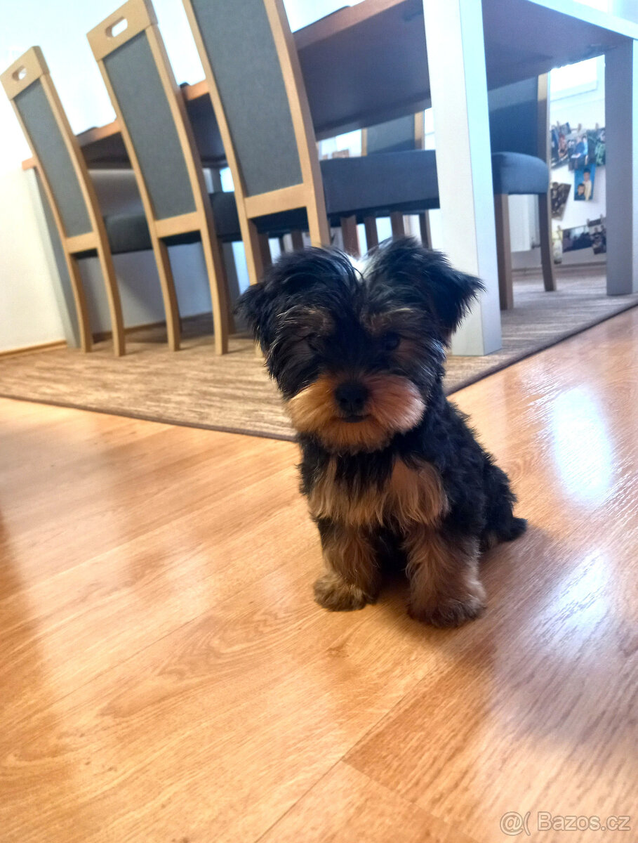 Jorkšírský teriér , Yorkshire terier - 3