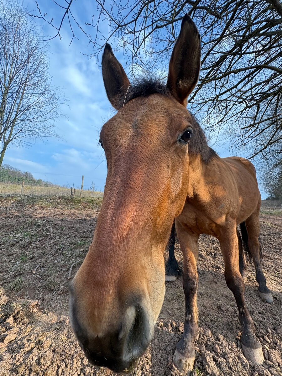 Zvažuji prodej valacha Qh - 3