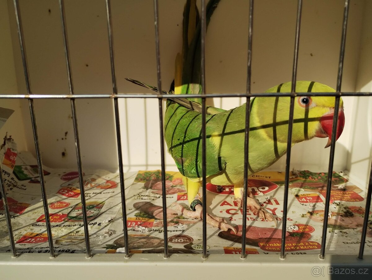 Alexandr malý HO - 3