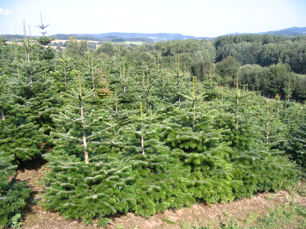 Okrasné chvojí (klest) jedle kavkazská - 3