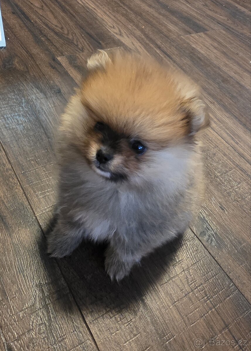 Štěňátka pomeraniana - 3