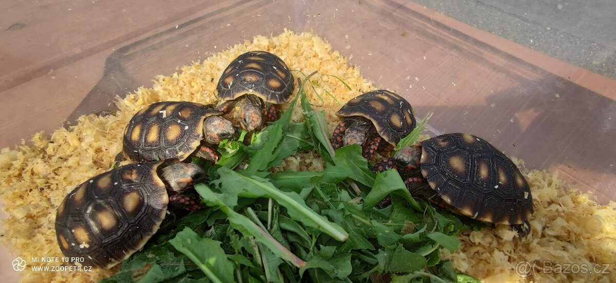 Želva uhliřská mláďata - 3