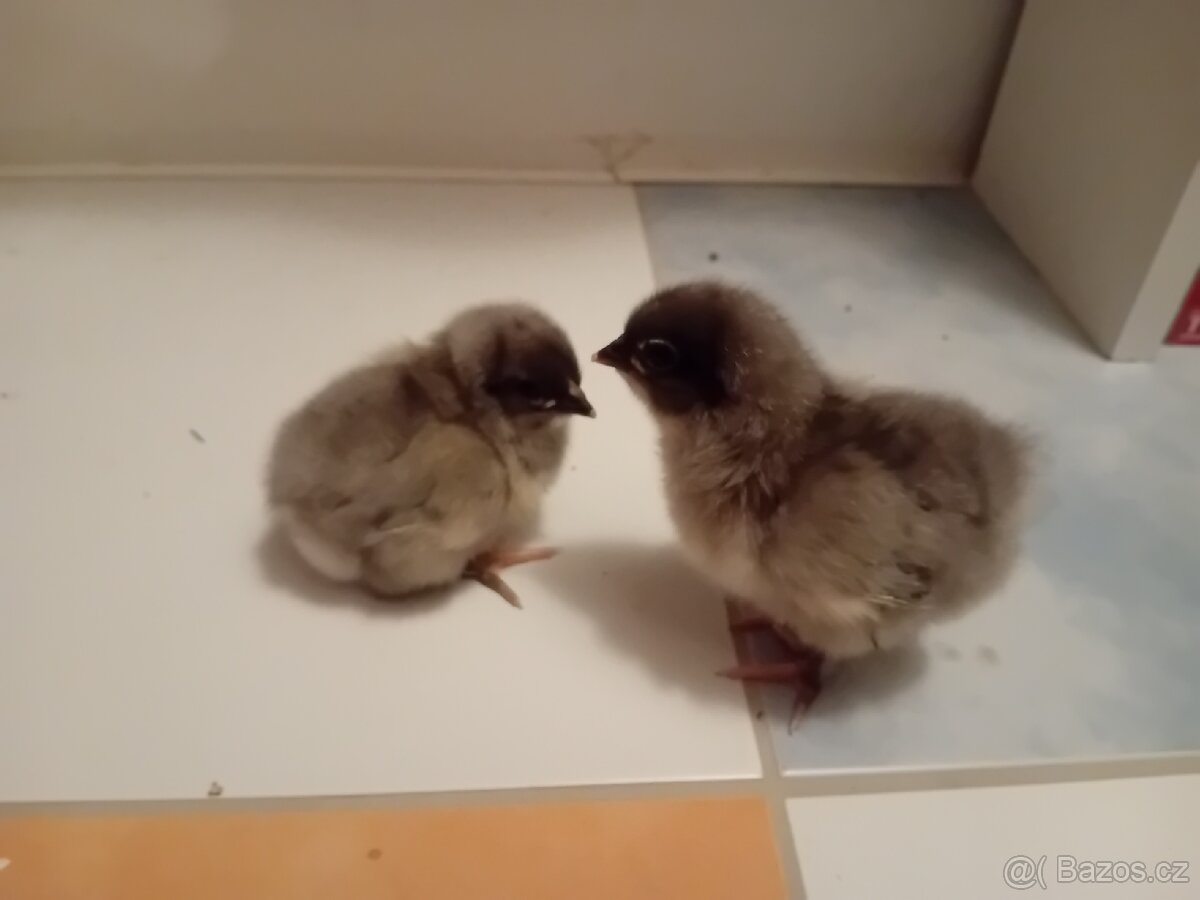 Barevná vajíčka NV - 3