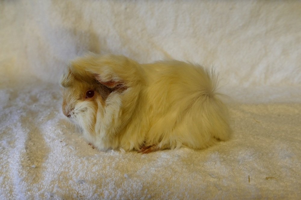 Morče peruánec - 3