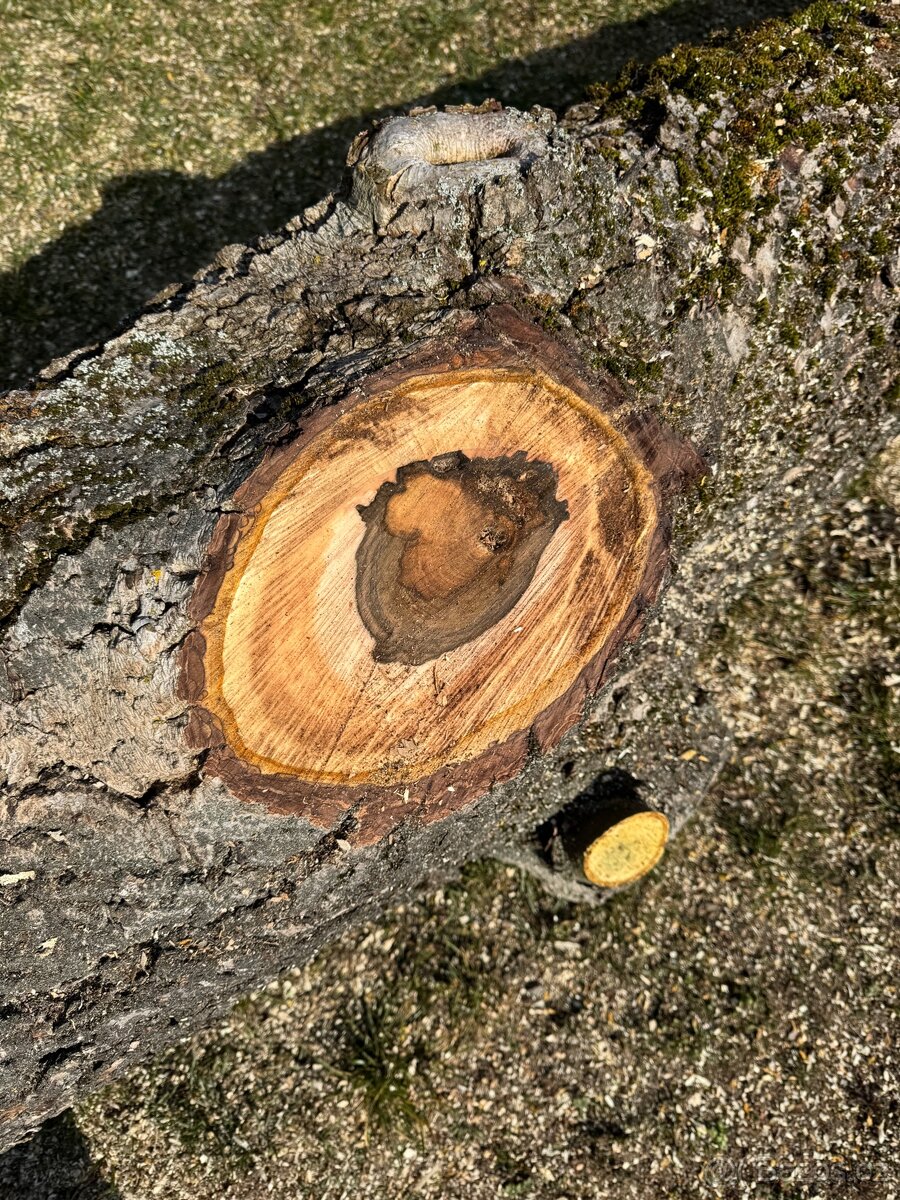 Ořech 50 let starý - 3