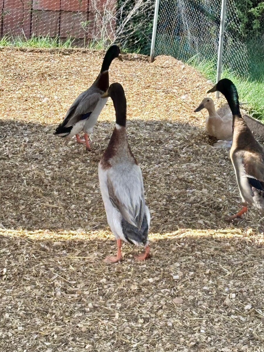 Indický běžec, kačer - 3